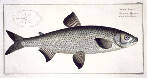 Lachs (Salmo Maraena) Tafel XXVII aus 